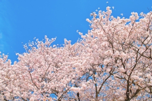 cherry-blossom_00005.jpg